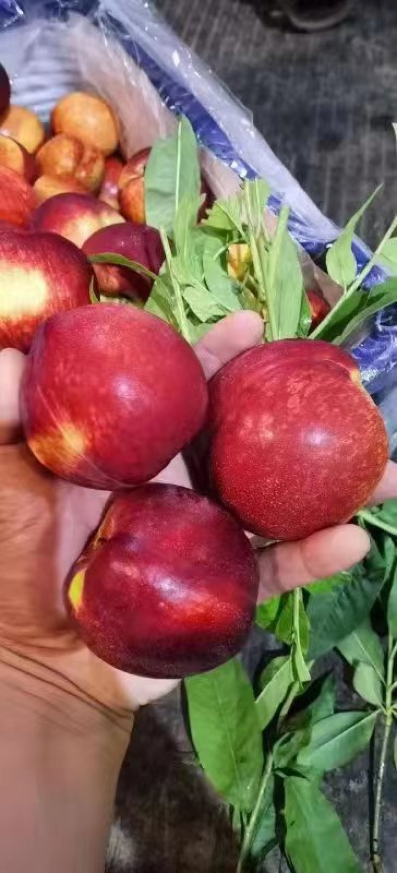 油桃品种齐全，有中油，金雷，曙光，，一手货源，质量保证。