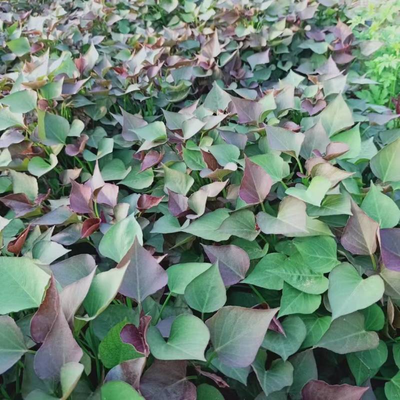 西瓜红红薯苗/普薯32红薯苗/基地直供/产地代办