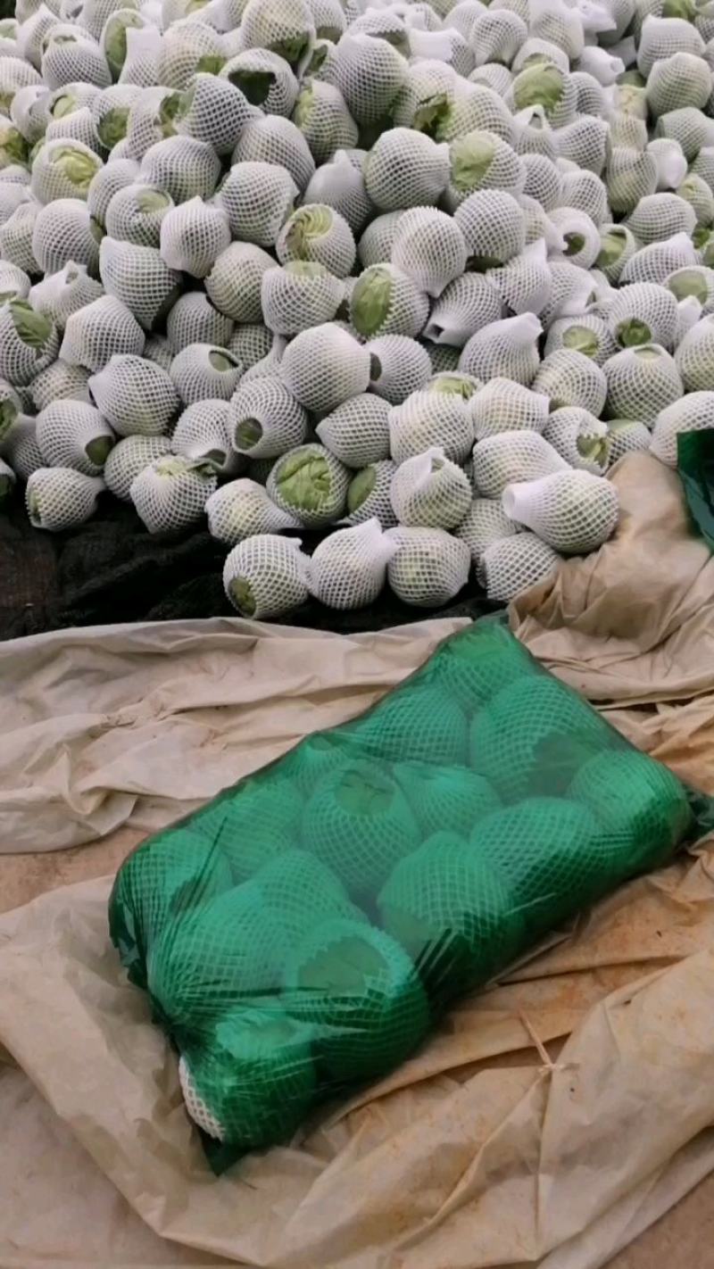 精品圆包菜，奥奇娜甘蓝，，看货论价，质量保证，