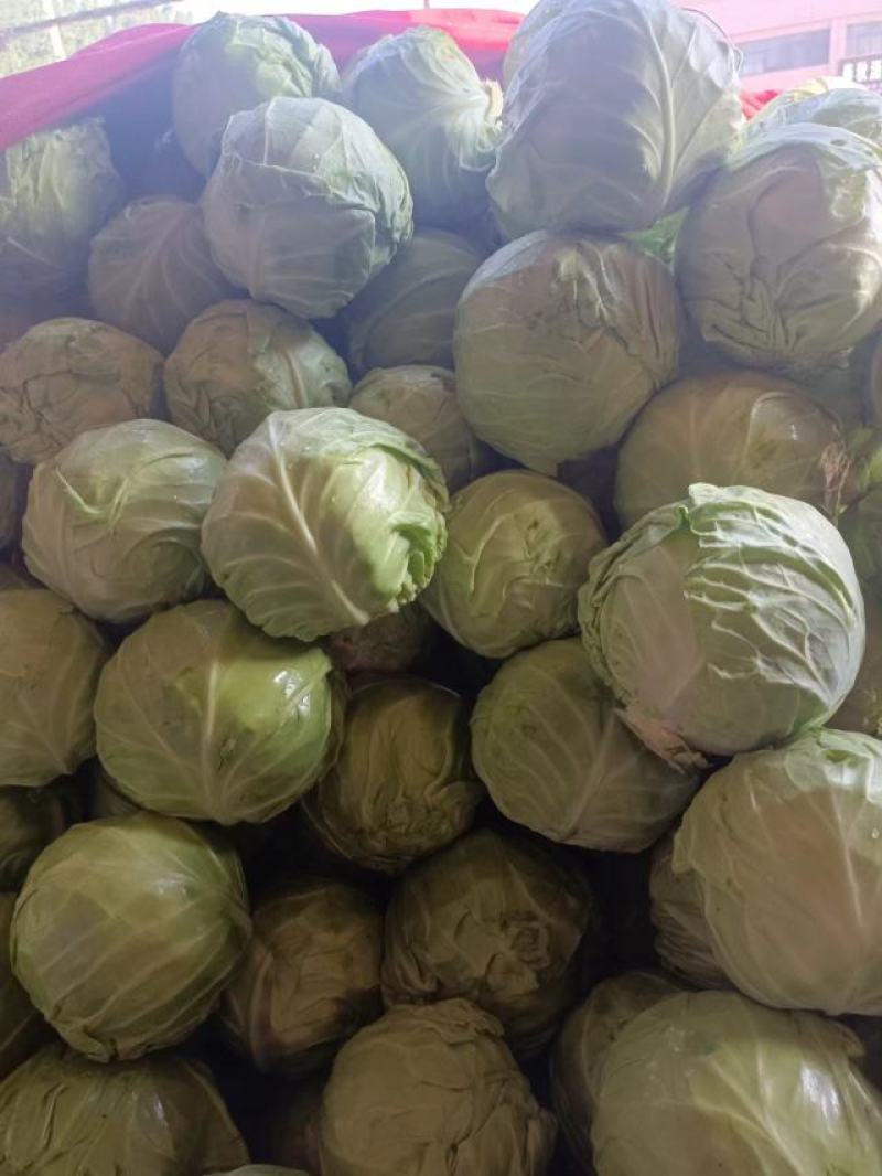 精品圆包菜，奥奇娜甘蓝，，看货论价，质量保证，