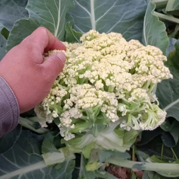 蔬菜