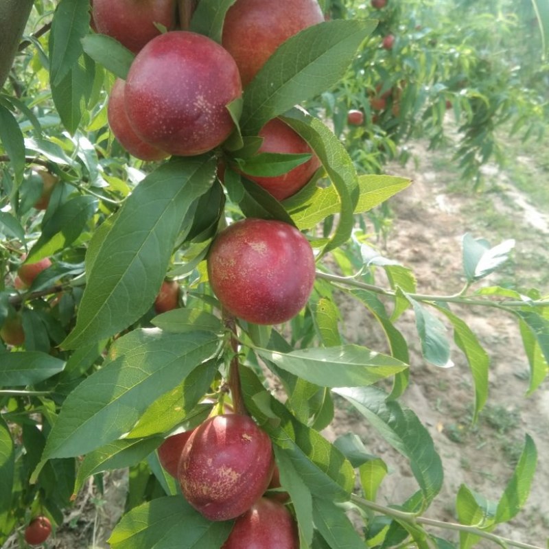 迷你0号珍珠枣油桃，中油27大量接单中。早4号，春美，春