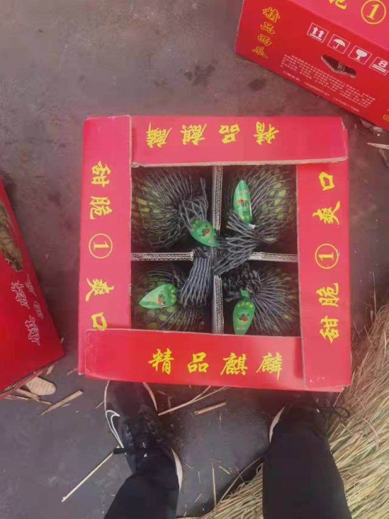 精品麒麟西瓜8424，美都，甜王，口感好，瓤红皮色亮