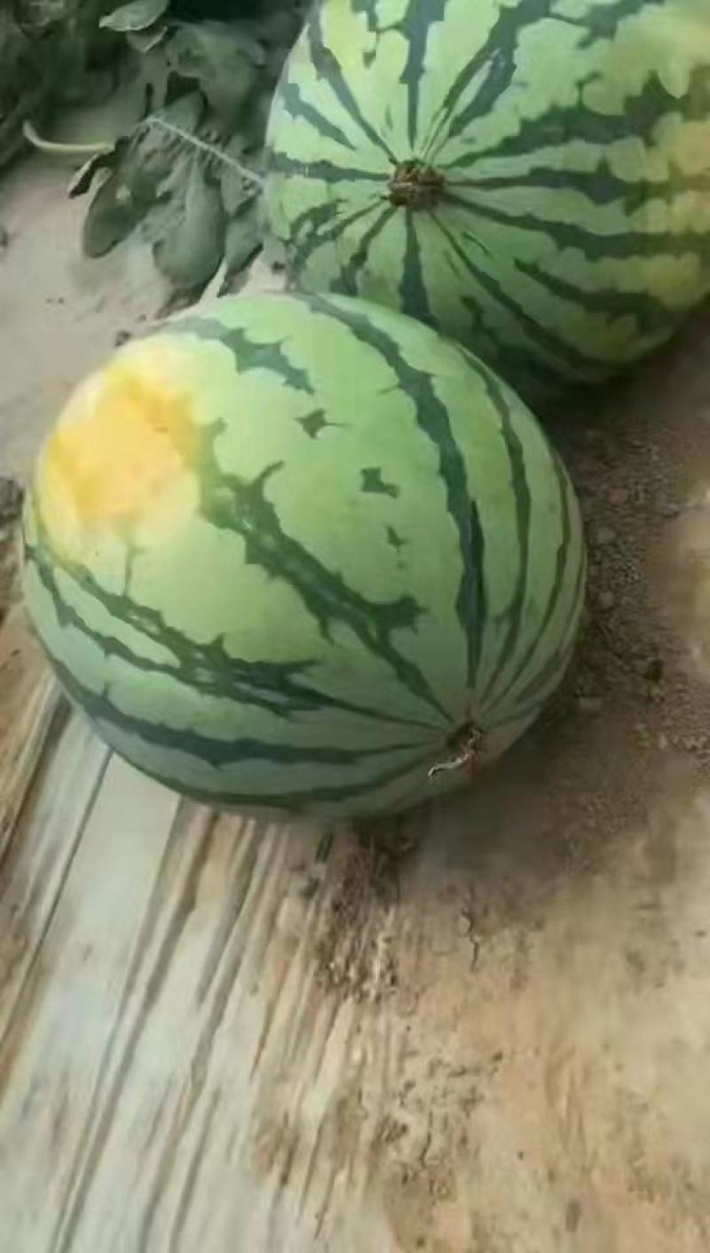 精品麒麟西瓜8424，美都，甜王，口感好，瓤红皮色亮