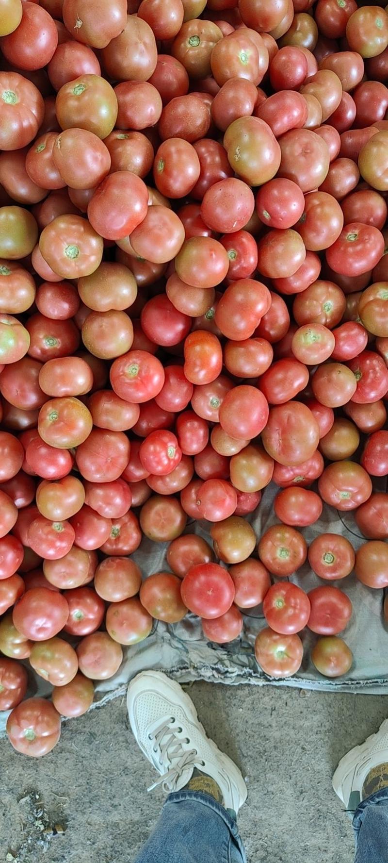 冷棚硬粉西红柿，货源充足，产地直供，市场电商超市
