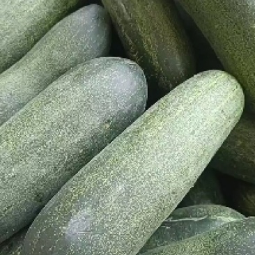 福建漳州优质吊瓜粉瓜大黄瓜
