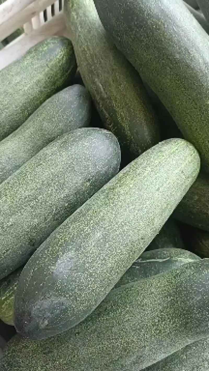 福建漳州优质吊瓜粉瓜大黄瓜