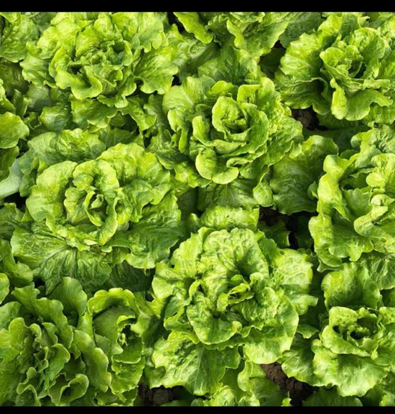 耐抽苔罗马生菜种子半结球24克