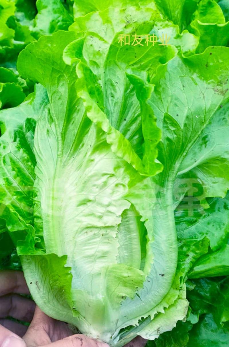 速必达四季快大生菜种子--大田用种400克