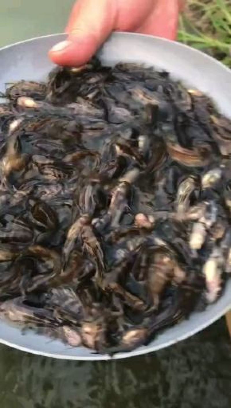 【鱼苗】黄骨鱼苗，黄辣丁，黄丫头，水黄蜂。