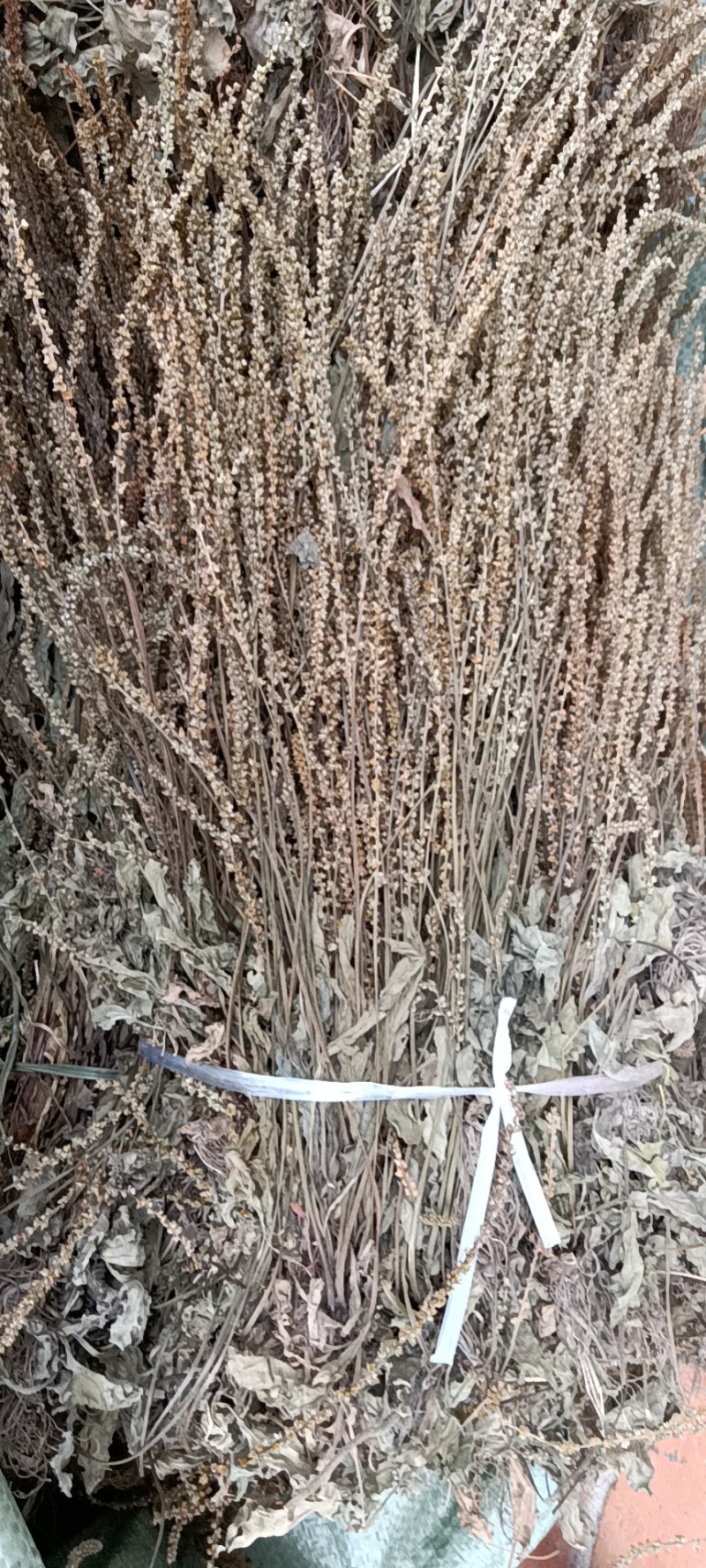 江西野生车前草干货颜色好无霉不放肥料不打农药可以泡水喝