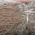 江西野生车前草干货颜色好无霉不放肥料不打农药可以泡水喝
