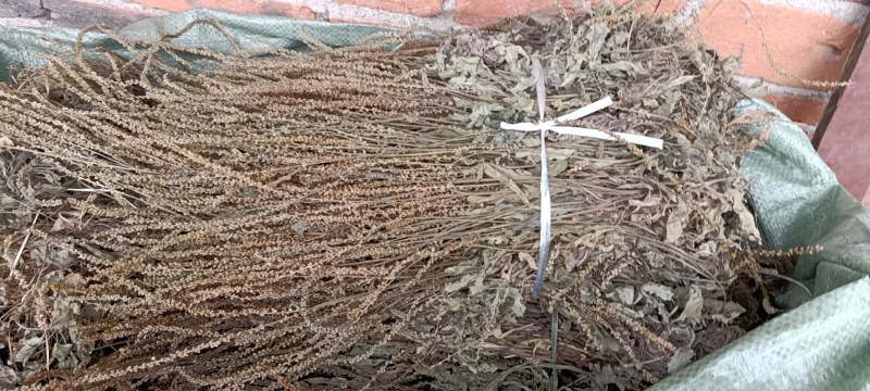 江西野生车前草干货颜色好无霉不放肥料不打农药可以泡水喝