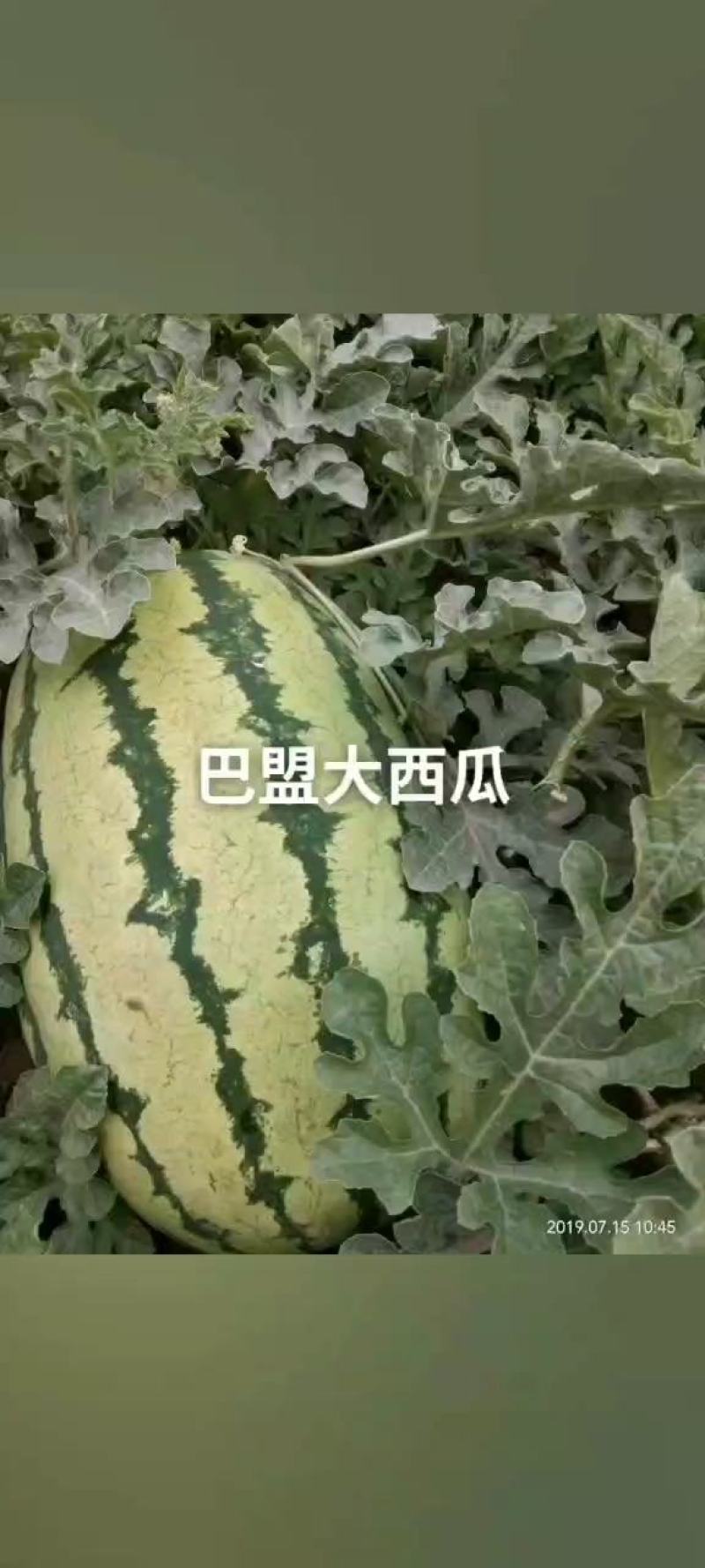 【精品】巴彦淖尔双红金城五沙漠一号产地代发