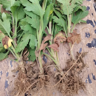 金丝皇，北京菊，苏北菊，杭白菊，婺源皇菊，大阪菊，