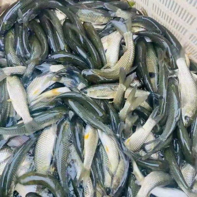 长江一号草鱼苗长江草鱼苗