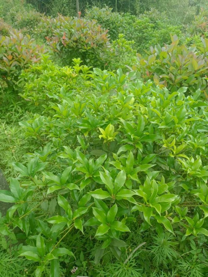桂花