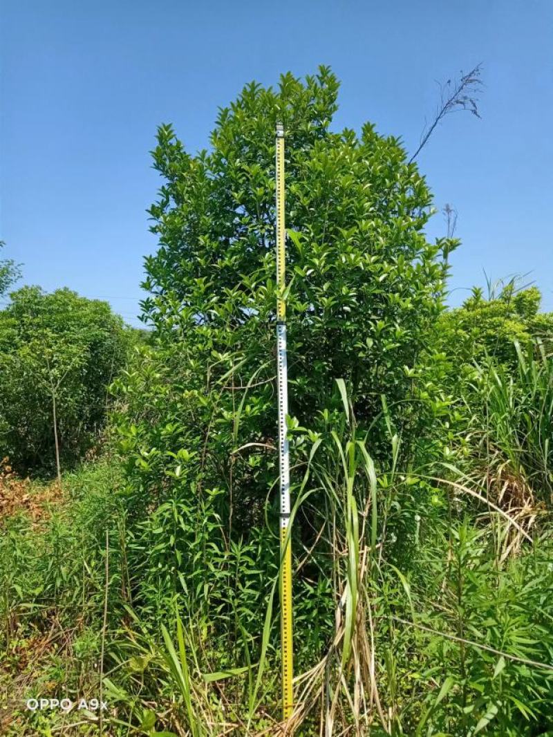 桂花