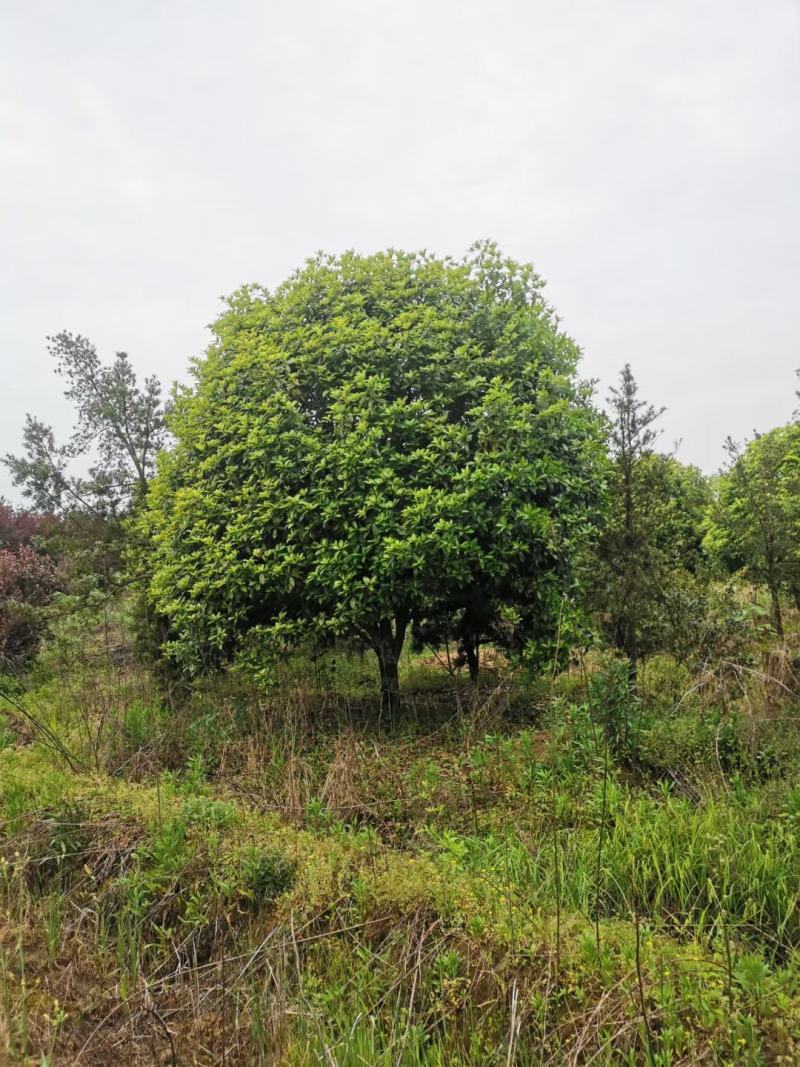 桂花