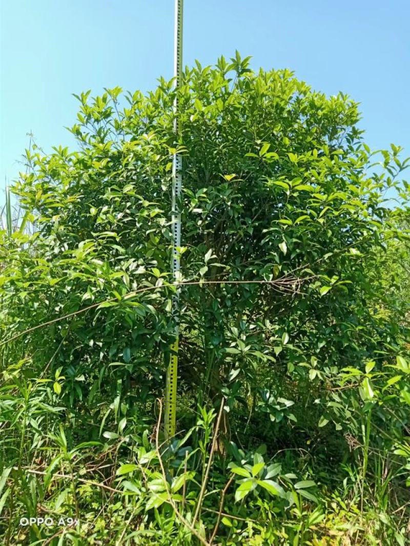 桂花