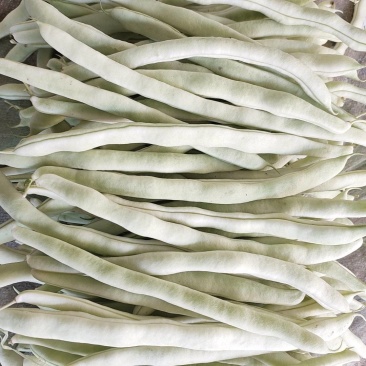 辽宁冷棚白芸豆大量上市