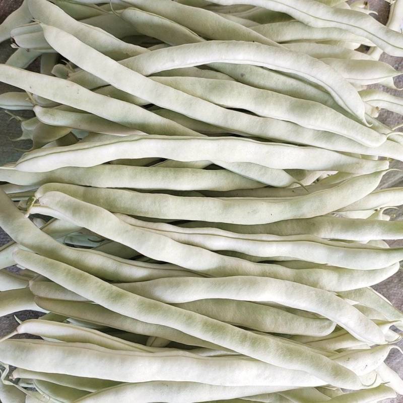 辽宁冷棚白芸豆大量上市