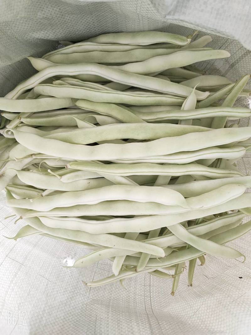 辽宁冷棚白芸豆大量上市
