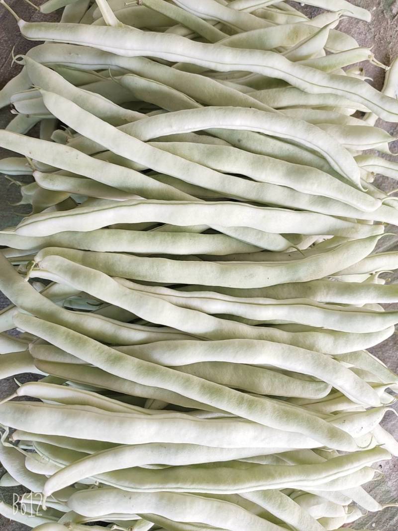 辽宁冷棚白芸豆大量上市