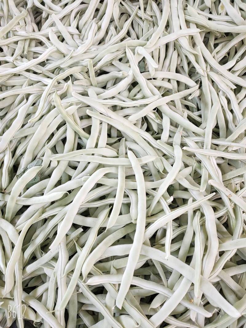 辽宁冷棚白芸豆大量上市