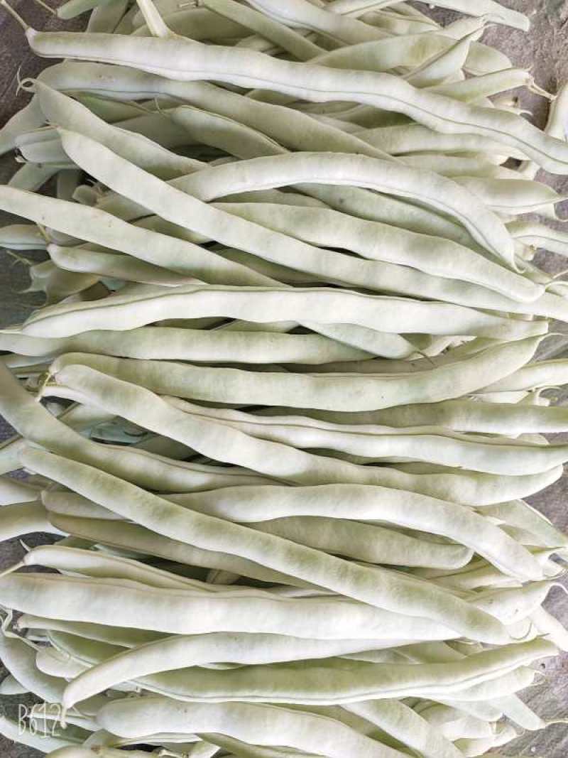 辽宁冷棚白芸豆大量上市