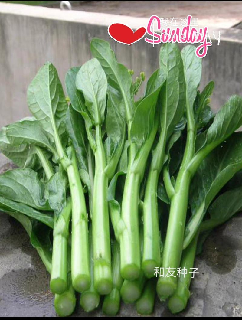 广东50天菜心-菜苔种子400克，粗条，尖叶，甜脆