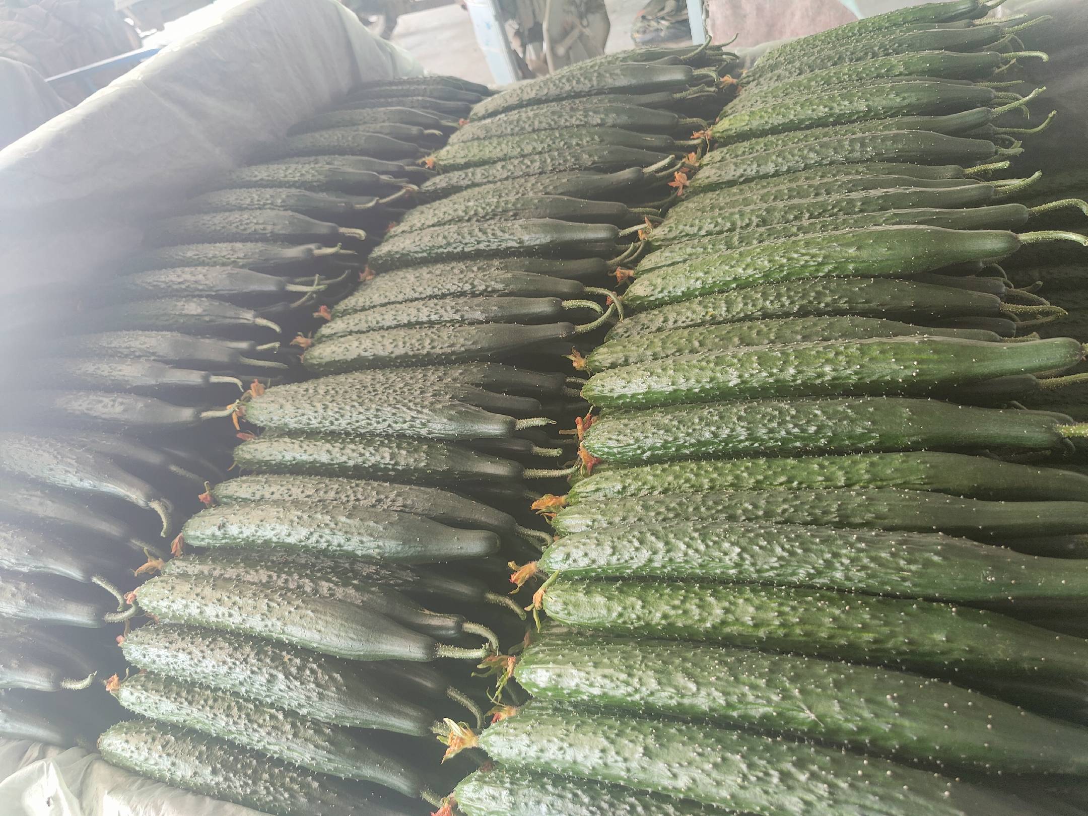 旱黄瓜削皮处理示意图