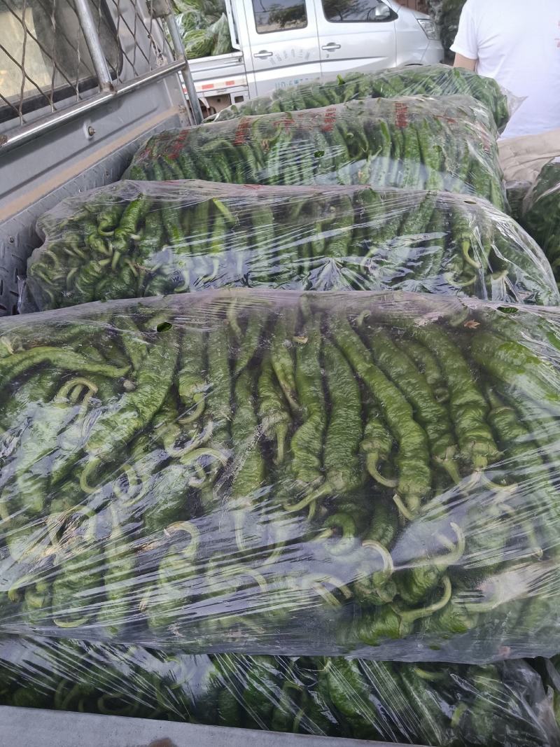 精品陇椒大降价
