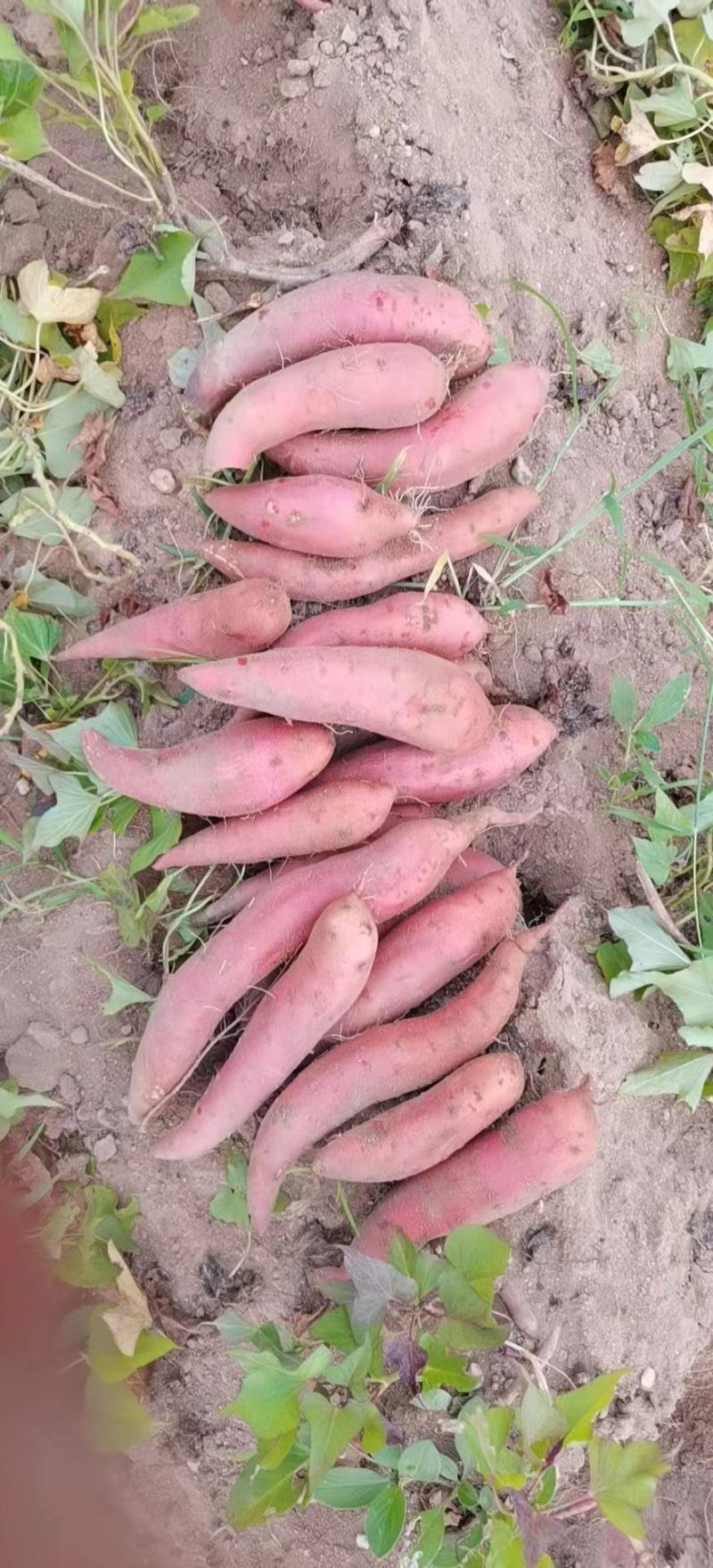 西瓜红蜜薯
