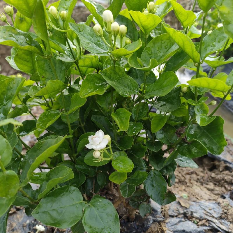 精品茉莉花苗上新花苞多花期长易养活花朵清香欢迎老板下单！