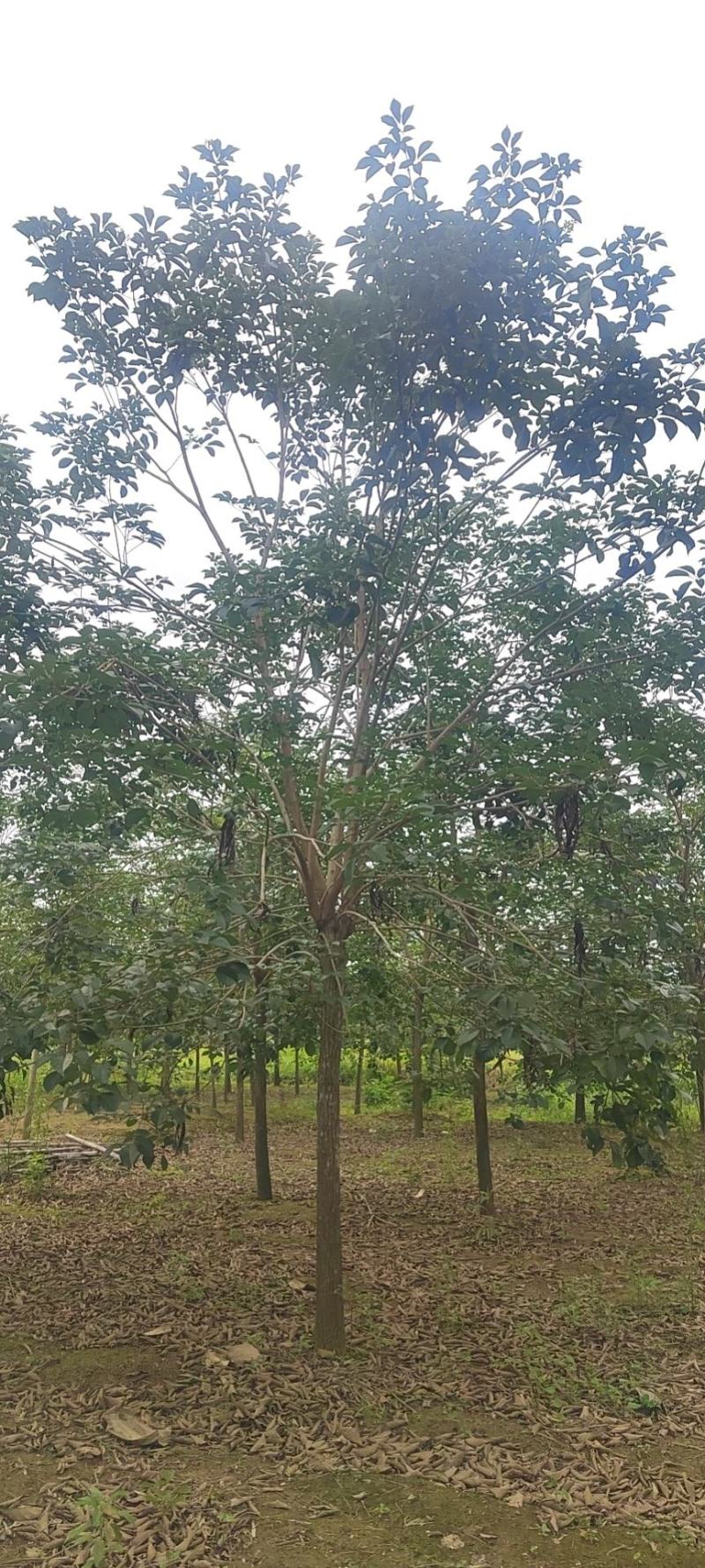 黄花风铃。黄花风铃少花。绿化工程风景树。