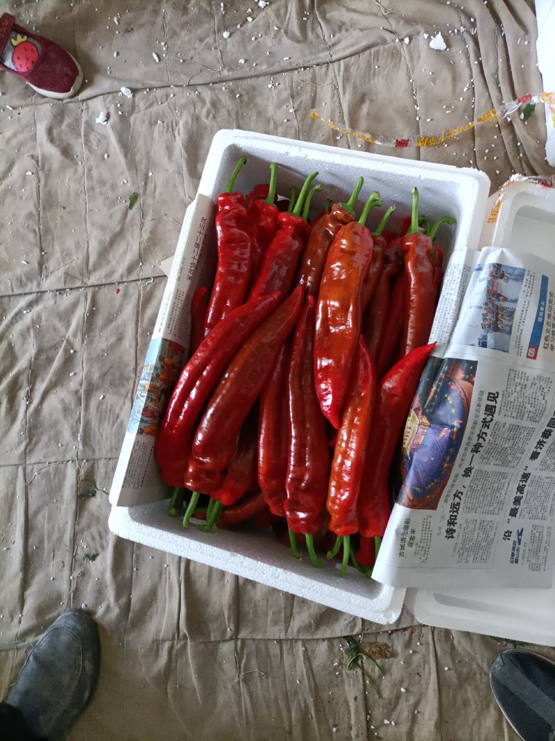 红尖椒