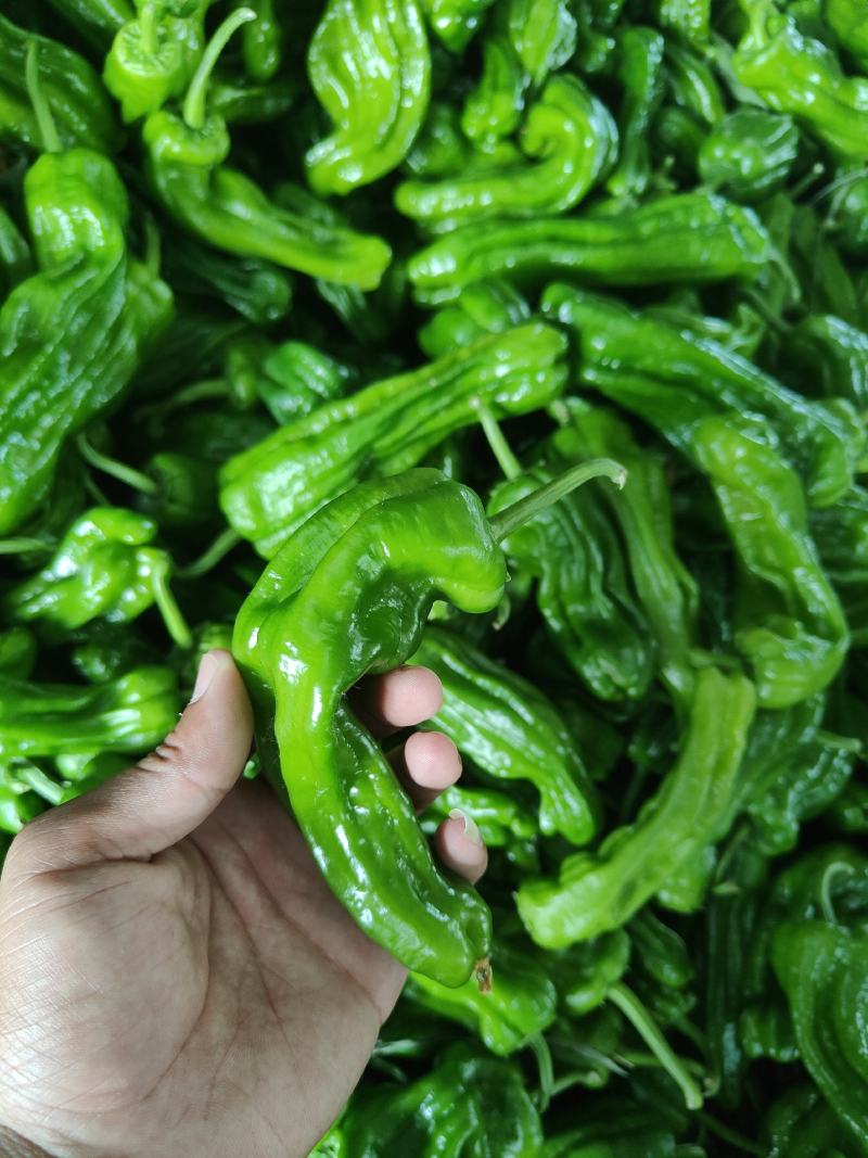 安徽宿州砀山精品薄皮椒，大量上市货源充足，品质上佳，