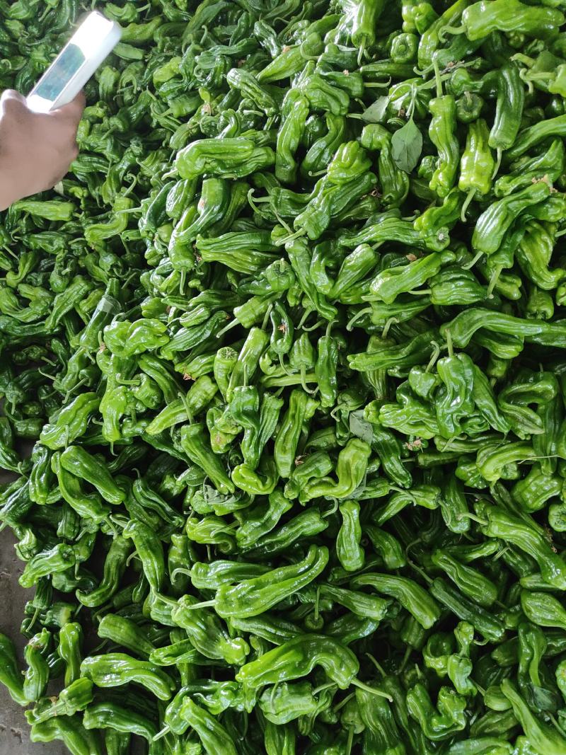 安徽宿州砀山精品薄皮椒，大量上市货源充足，品质上佳，