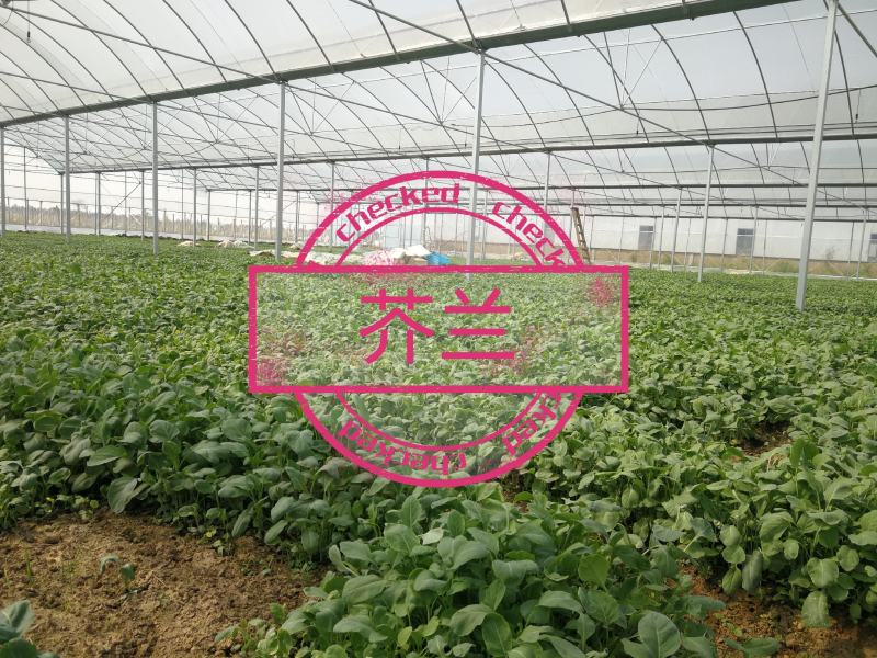 南昌市附近有谁需求芥蓝菜，便宜卖
