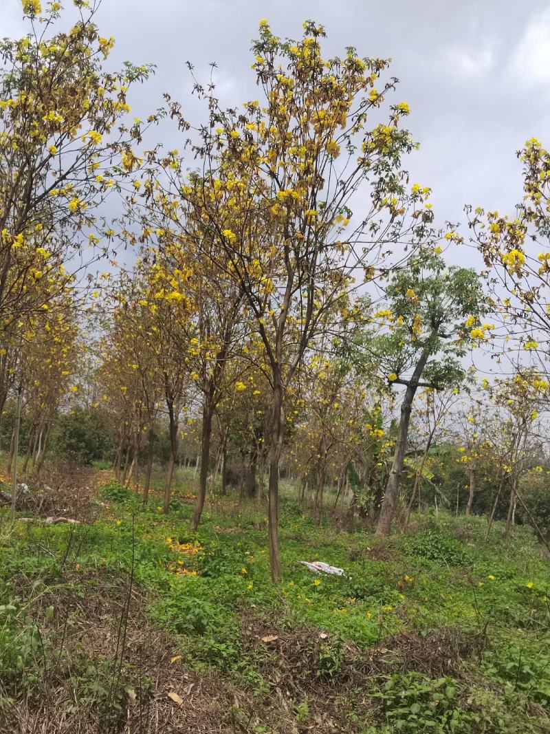 黄花风铃。黄花风铃少花。绿化工程风景树。