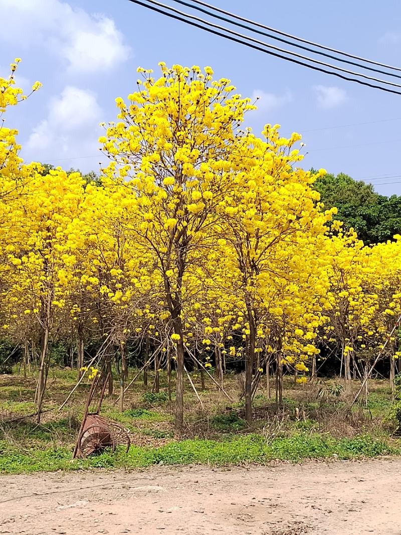 黄花风铃。黄花风铃少花。绿化工程风景树。