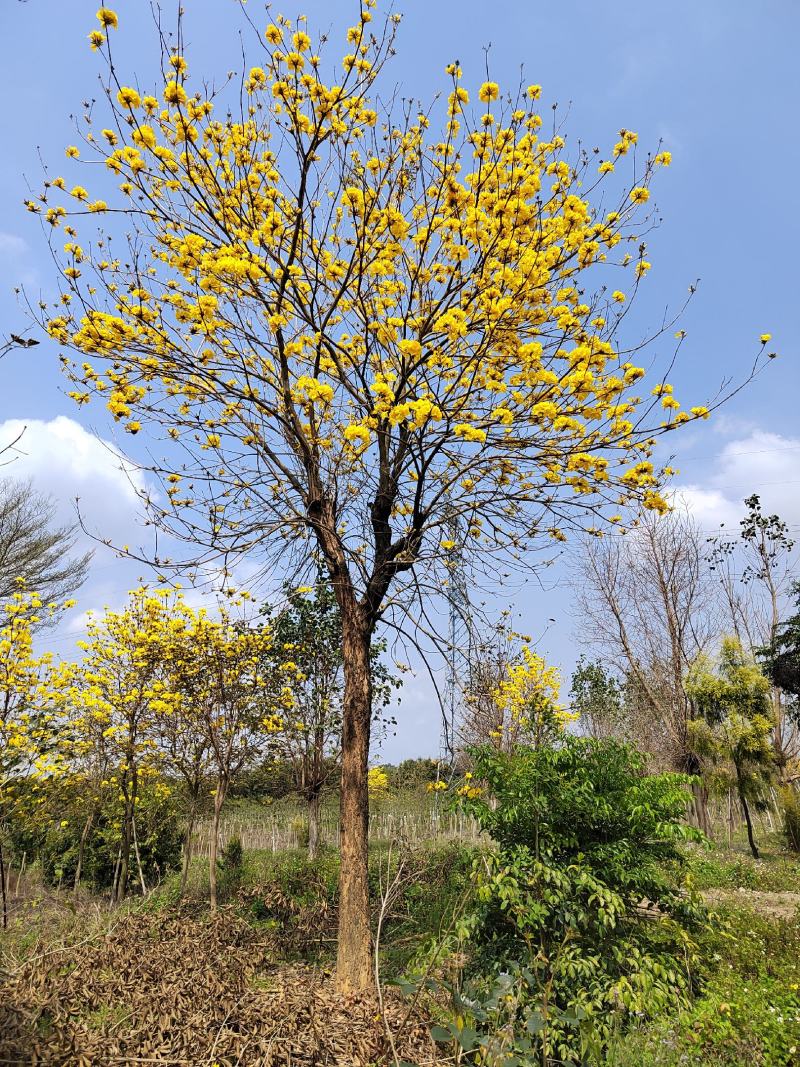 黄花风铃。黄花风铃少花。绿化工程风景树。