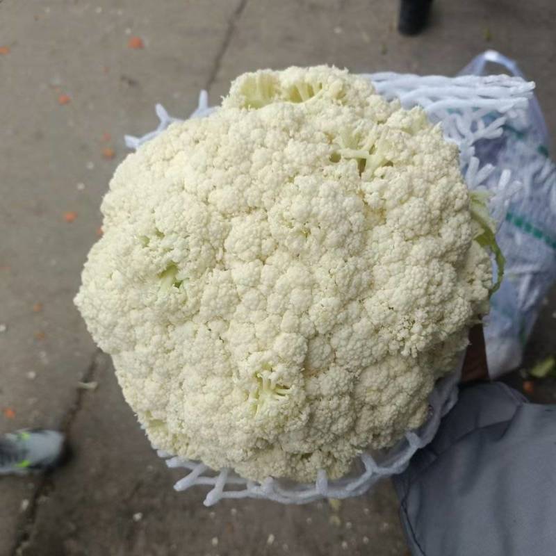 大量供应有机花，备有大型冷库设备，各种包装。
