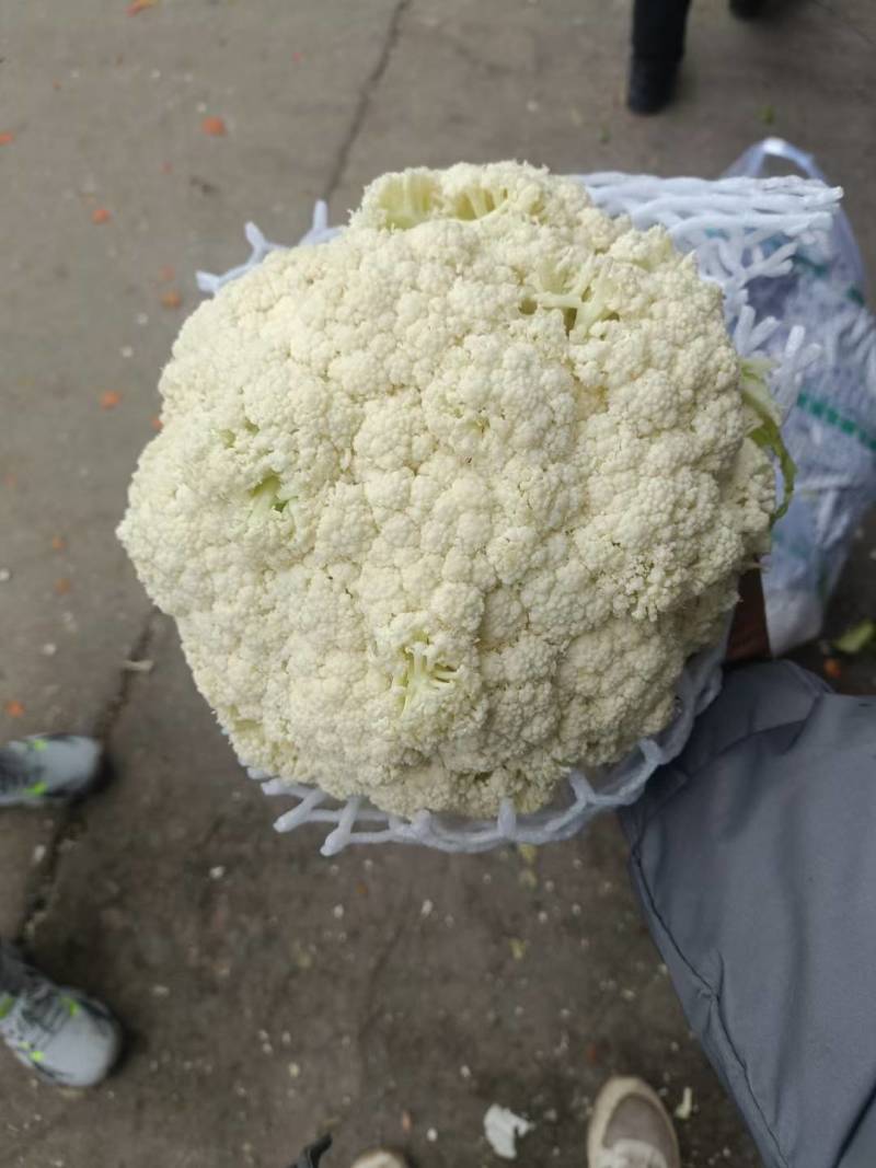 大量供应有机花，备有大型冷库设备，各种包装。