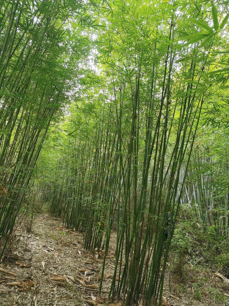 粉丹竹粉单竹各种绿化竹子绿化风景苗