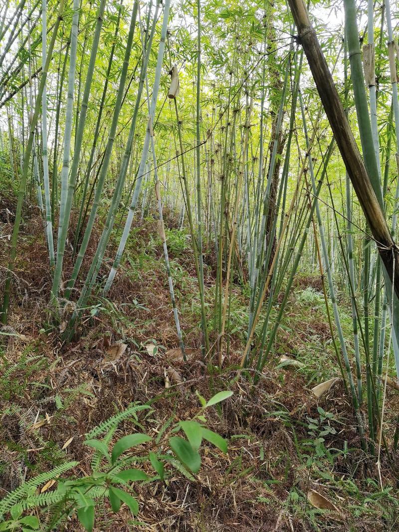 粉丹竹粉单竹各种绿化竹子绿化风景苗