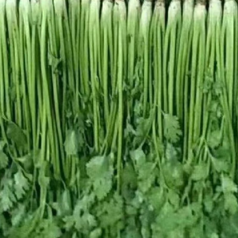 【推荐】唐山铁杆香菜基地供货，货源充足，量大价优，欢迎来电