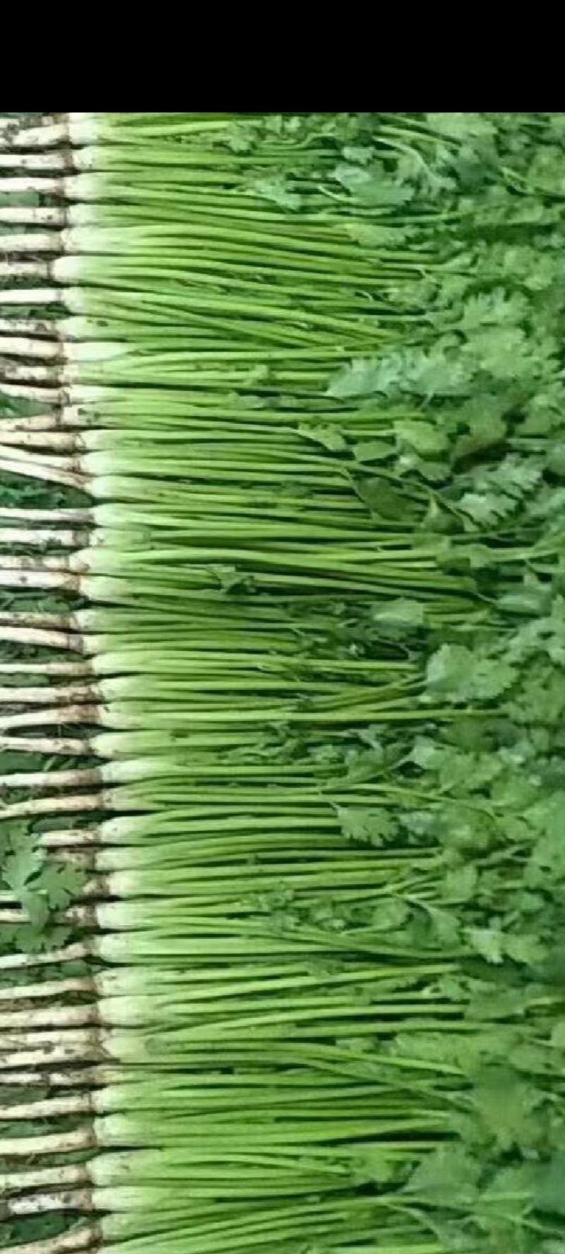 【推荐】唐山铁杆香菜基地供货，货源充足，量大价优，欢迎来电