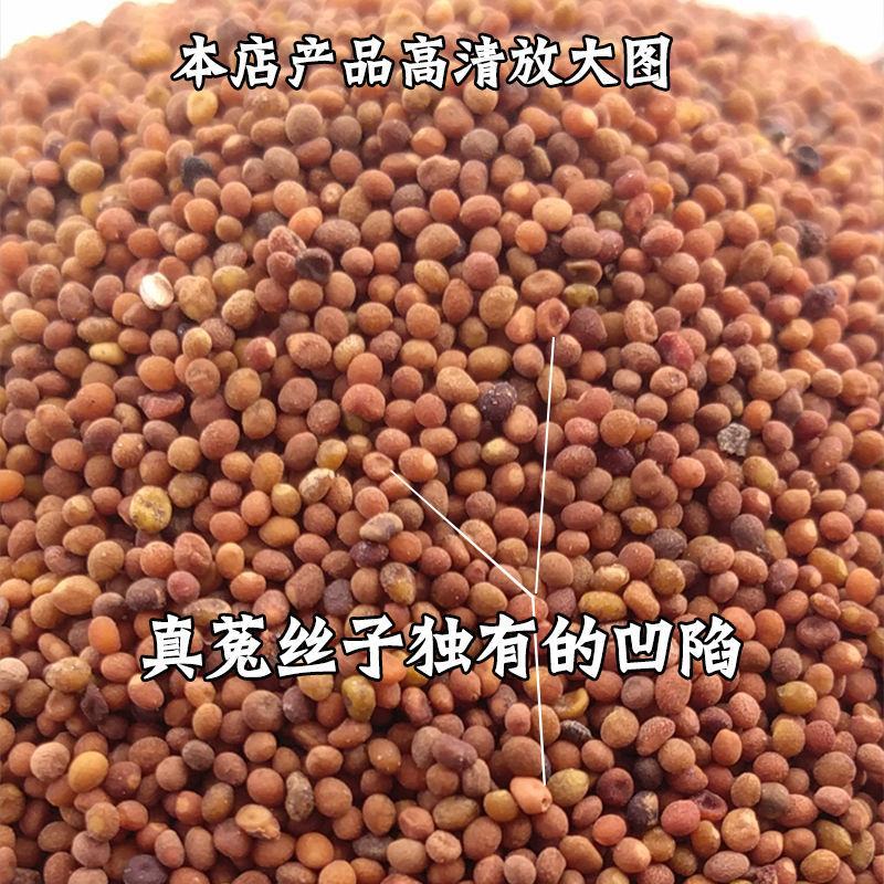 中药材正宗菟丝子内蒙特级吐丝子兔丝子菟丝籽茶泡酒颗粒批发